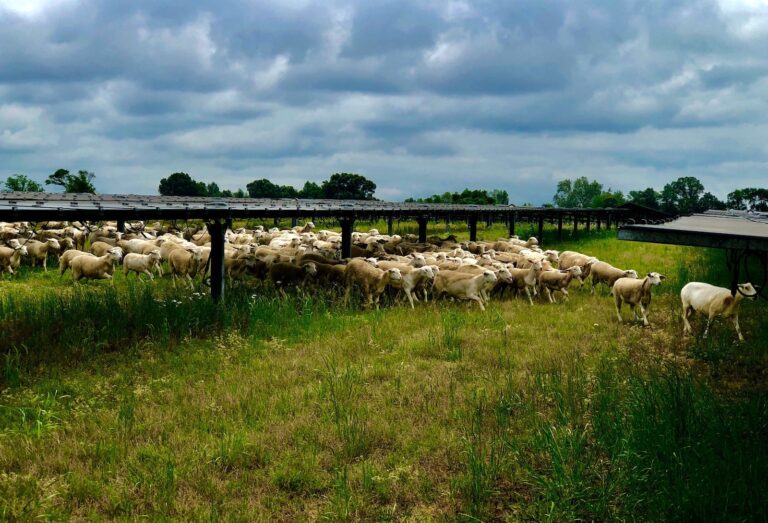 Harvesting Sunshine: Photo voltaic is America’s Latest Money Crop