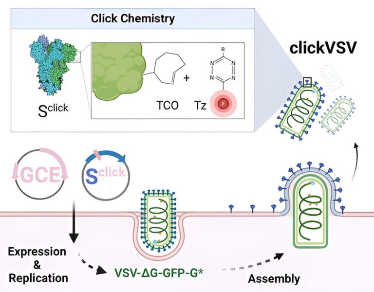 Re-engineered pseudoviruses for 3D mapping of infections open up new horizons in virus analysis