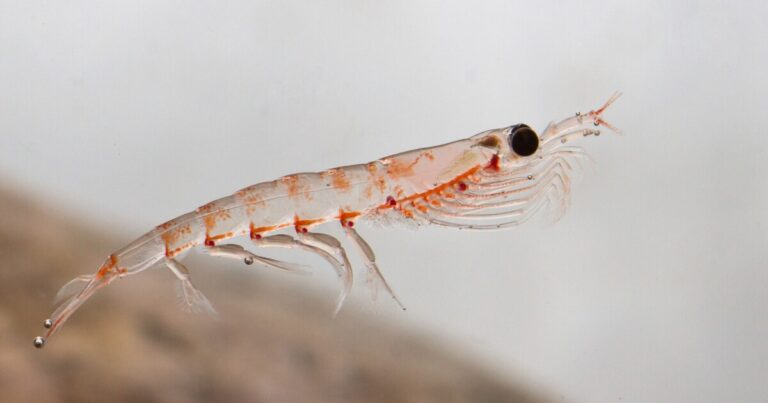 Scientists copy krill to develop swarms of aquatic robots