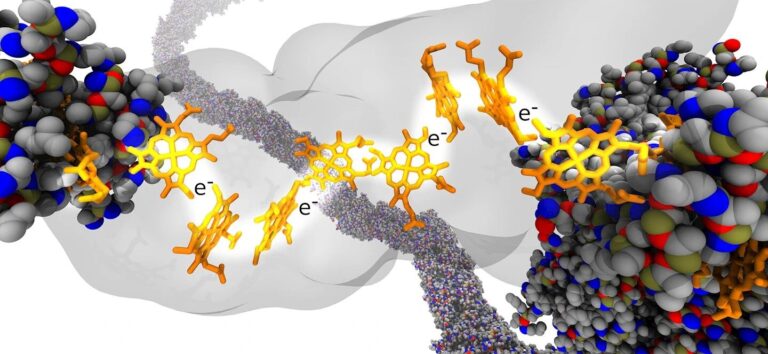 Simulating how electrons transfer by way of organic nanowires