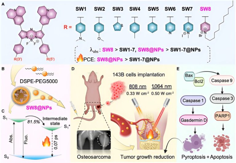 Examine offers a brand new technique for constructing high-performance small-molecule NIR-II PTAs