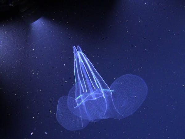 A Robotic Referred to as the “Swiss Military Knife of Marine Analysis” Is on the Prowl for the “Jelly Net”