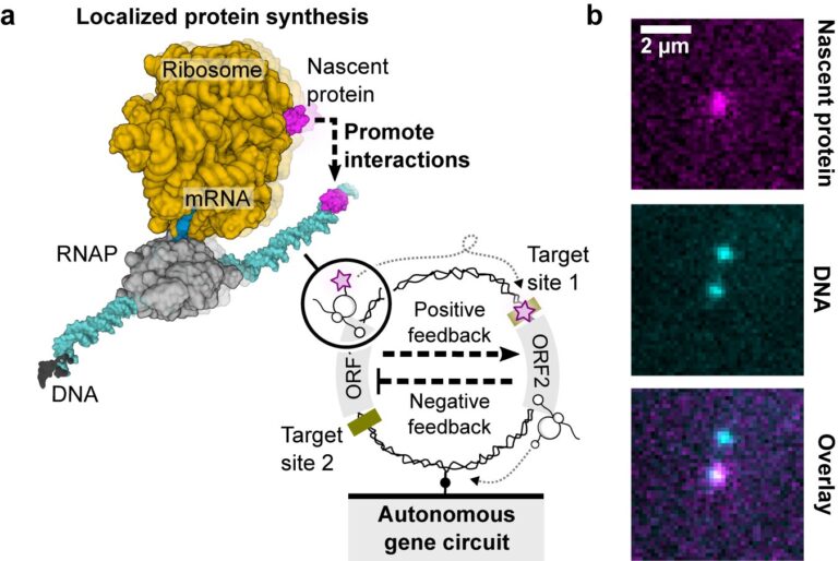 Unveiling the potential of genetic circuits on single DNA molecules