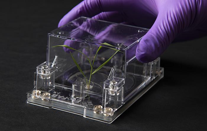 EcoFABs might result in higher bioenergy crops, say researchers