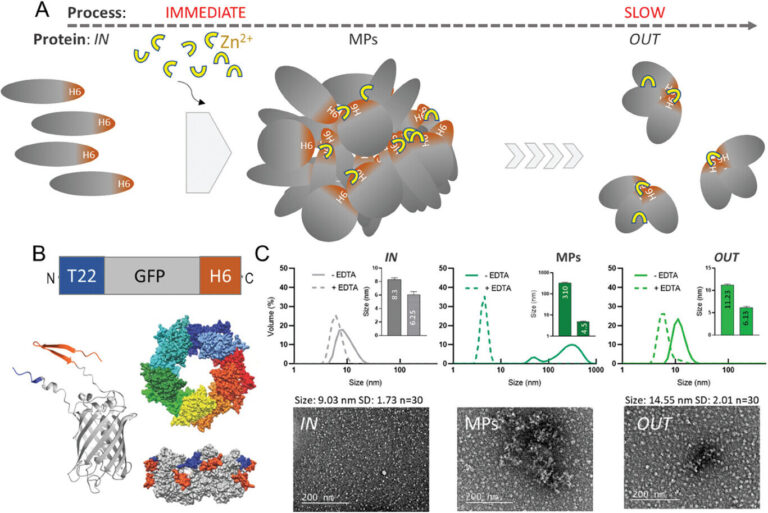 New micromaterial releases nanoparticles that selectively destroy most cancers cells