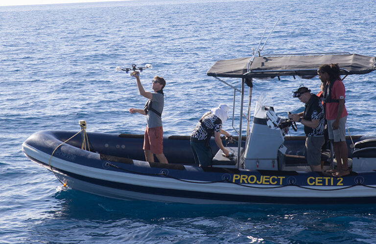 Undertaking CETI develops robotics to make sperm whale tagging extra humane